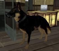 Second Life - Pets