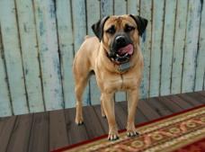 Second Life - Pets