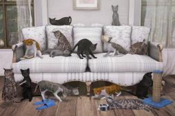 Second Life - Pets, Furniture