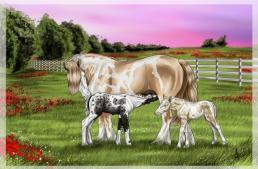 Star Stable - Wallpaper