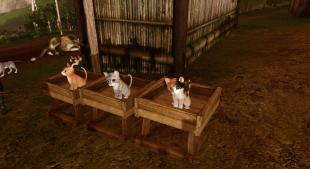 Archeage - Pets